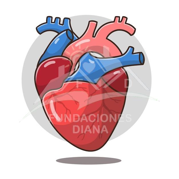 Descubre cómo el consumo de alcohol impacta el sistema cardiovascular, sus riesgos para la salud y consejos para reducir el daño.