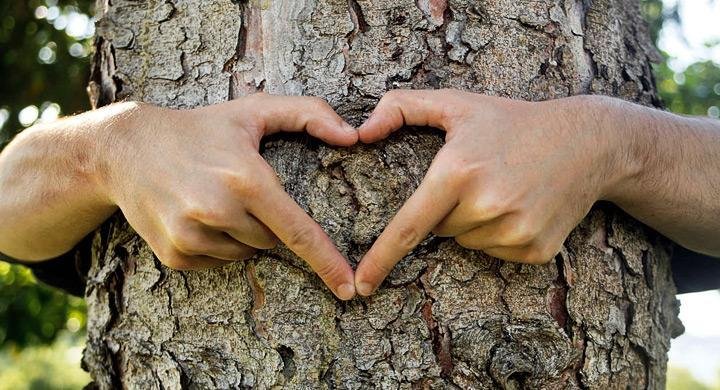 Manos formando un corazón alrededor del tronco de un árbol, simbolizando amor, conexión y sanación en medio de la naturaleza.A veces, el secreto de la sanación interior y la recuperación no está en luchar más fuerte, sino en volver a lo esencial: conectar con la vida, con la fe y con aquello que nos da paz.